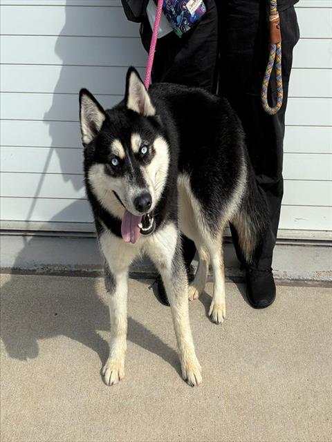 Shelter Stray Female Dog last seen Near BLOCK SOUTH 4TH STREET, Watterson Park, KY 40218