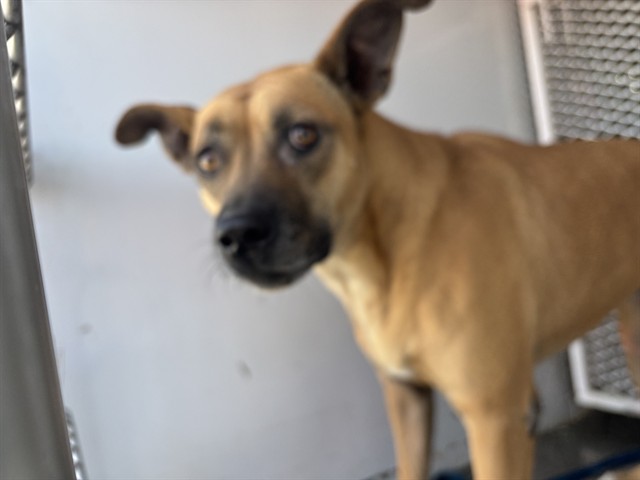 Shelter Stray Female Dog last seen Near BLOCK ROBY LN, WOFFORD HEIGHTS CA 93285, Lake Isabella, CA 93240