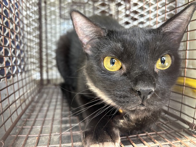 Shelter Stray Female Cat last seen Near BLOCK ROBY LN, WOFFORD HEIGHTS CA 93285, Lake Isabella, CA 93240