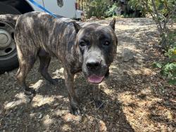 Shelter Stray Female Dog last seen Near BLOCK ROBY LN, WOFFORD HEIGHTS CA 93285, Lake Isabella, CA 93240