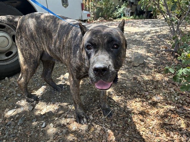 Shelter Stray Female Dog last seen Near BLOCK ROBY LN, WOFFORD HEIGHTS CA 93285, Lake Isabella, CA 93240
