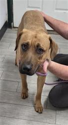 Shelter Stray Male Dog last seen Near BLOCK LAKE ISABELLA BLVD LAKE ISABELLA CA 93240, Lake Isabella, CA 93240