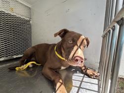 Shelter Stray Female Dog last seen Near BLOCK ROBY LN, WOFFORD HEIGHTS CA 93285, Lake Isabella, CA 93240