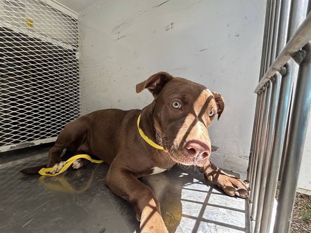 Shelter Stray Female Dog last seen Near BLOCK ROBY LN, WOFFORD HEIGHTS CA 93285, Lake Isabella, CA 93240