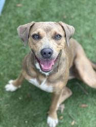 Found/Stray Female Dog last seen Marden Road and W Keene Road , Apopka, FL 32703