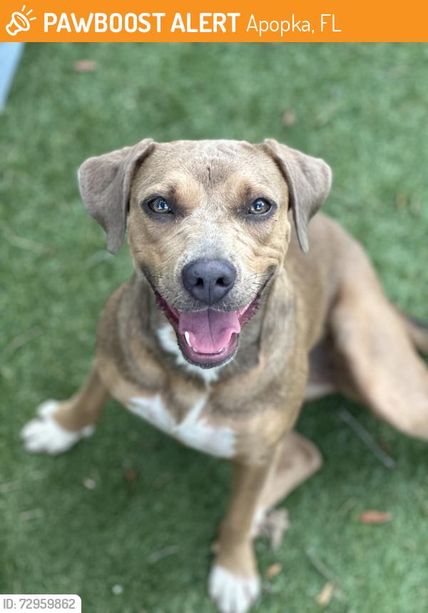 Found/Stray Female Dog last seen Marden Road and W Keene Road, Apopka, FL 32703