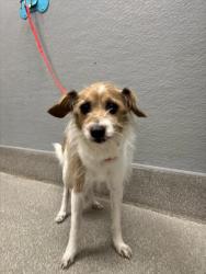 Shelter Stray Male Dog last seen Near BLOCK E PATRICK LN, LAS VEGAS NV 89120, Las Vegas, NV 89101