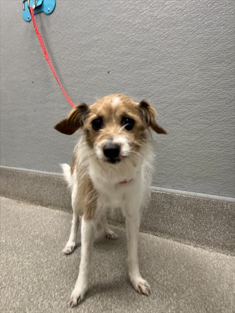Shelter Stray Male Dog last seen Near BLOCK E PATRICK LN, LAS VEGAS NV 89120, Las Vegas, NV 89101