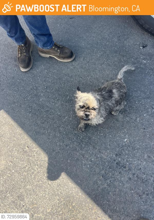 Found/Stray Female Dog last seen W valley blvd, Bloomington, CA 92316