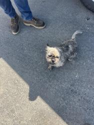 Found/Stray Female Dog last seen W valley blvd, Bloomington, CA 92316