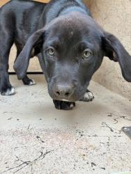 Shelter Stray Male Dog last seen Near BLOCK NE 14TH ST, OKLAHOMA CITY OK 73117, Oklahoma City, OK 73129
