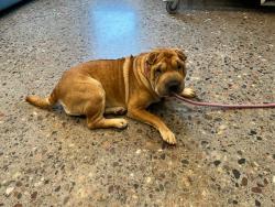 Shelter Stray Female Dog last seen , Phoenix, AZ 85008