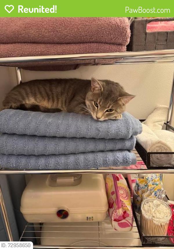 Reunited Male Cat last seen Route 21, Mooresville, NC 28117