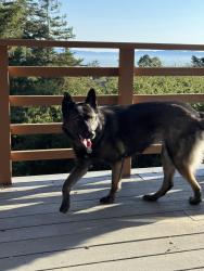 Reunited Female Dog last seen North Oakland Sports Center, Oakland, CA 94611