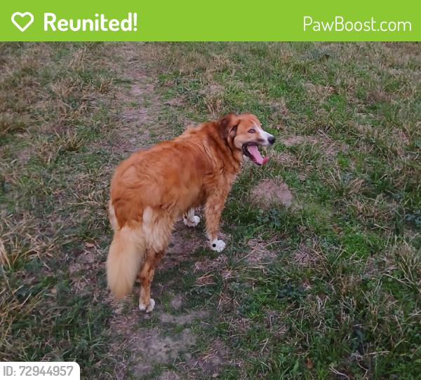 Reunited Female Dog last seen Champion Drive at Cypresswood Drive (Old Raveneaux Park), Spring, TX 77379