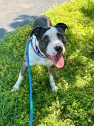 Shelter Stray Male Dog last seen ST PETERS, St. Peters, MO 63376