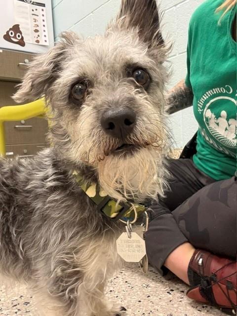 Shelter Stray Male Dog last seen 88TH AVE AND GROVE ST, 12155 Park Blvd, Brighton, CO 80601, USA