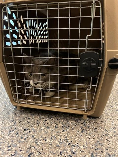 Shelter Stray Female Cat last seen Near BLOCK CLARKSON ST, Brighton, CO 80601
