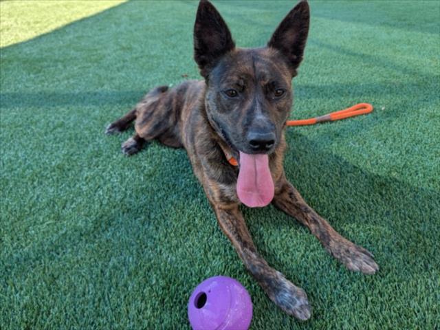 Shelter Stray Female Dog last seen , Los Angeles, CA 90031