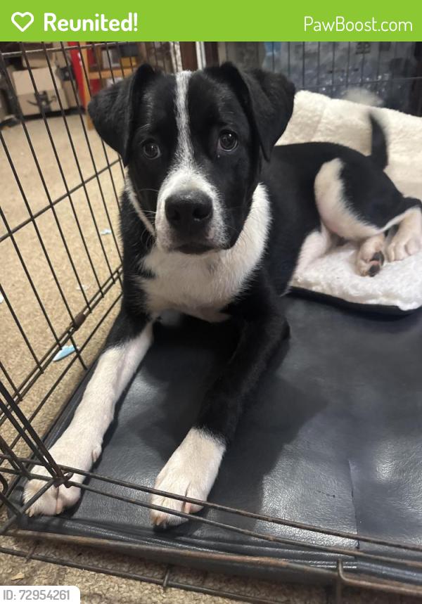 Reunited Male Dog last seen Chattahoochee country club , Gainesville, GA 30503