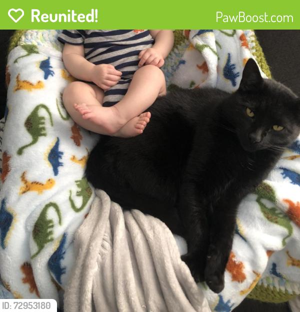 Reunited Male Cat last seen Allen and Dumville , Suffolk, VA 23434