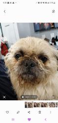 Reunited Male Dog last seen Leamington and monroe, Chicago, IL 60644