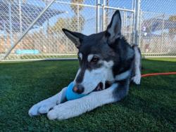 Shelter Stray Male Dog last seen , Los Angeles, CA 90031