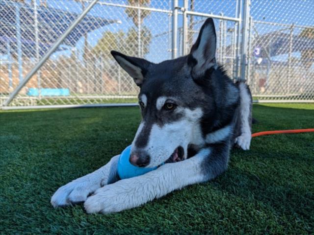Shelter Stray Male Dog last seen , Los Angeles, CA 90031