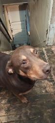 Lost Male Dog last seen He was last seen in our backyard , Terre Haute, IN 47807