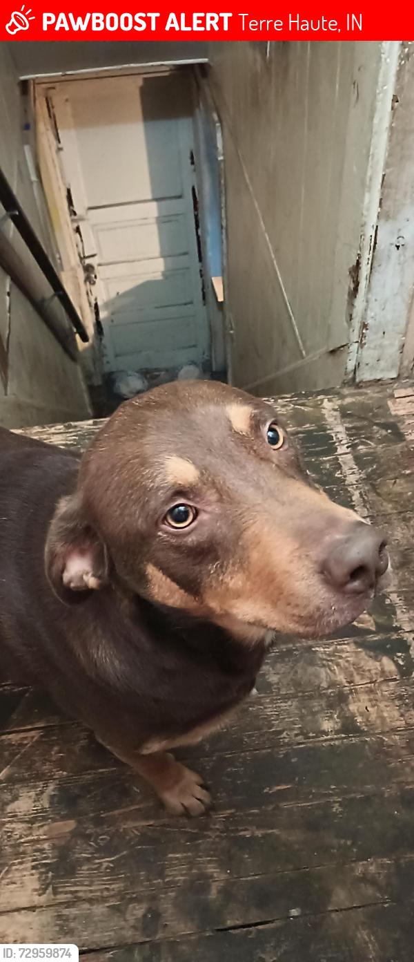 Lost Male Dog last seen He was last seen in our backyard , Terre Haute, IN 47807
