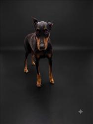Shelter Stray Female Dog last seen , Los Angeles, CA 90047