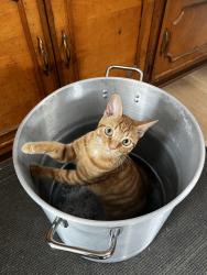 Lost Male Cat last seen Kathleen st and kella ave, Whittier CA 90601, Whittier, CA 90601