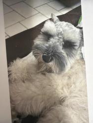 Lost Male Dog last seen Near the raising canes in coral gables, Miami, FL 33145