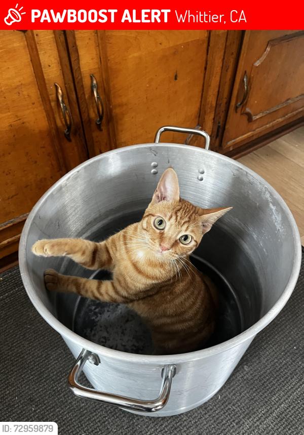 Lost Male Cat last seen Kathleen st and kella ave, Whittier CA 90601, Whittier, CA 90601