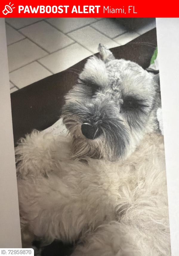 Lost Male Dog last seen Near the raising canes in coral gables, Miami, FL 33145