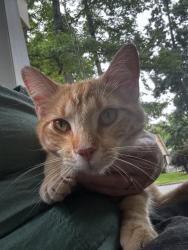 Found/Stray Male Cat last seen Stagecoach , Little Rock, AR 72210