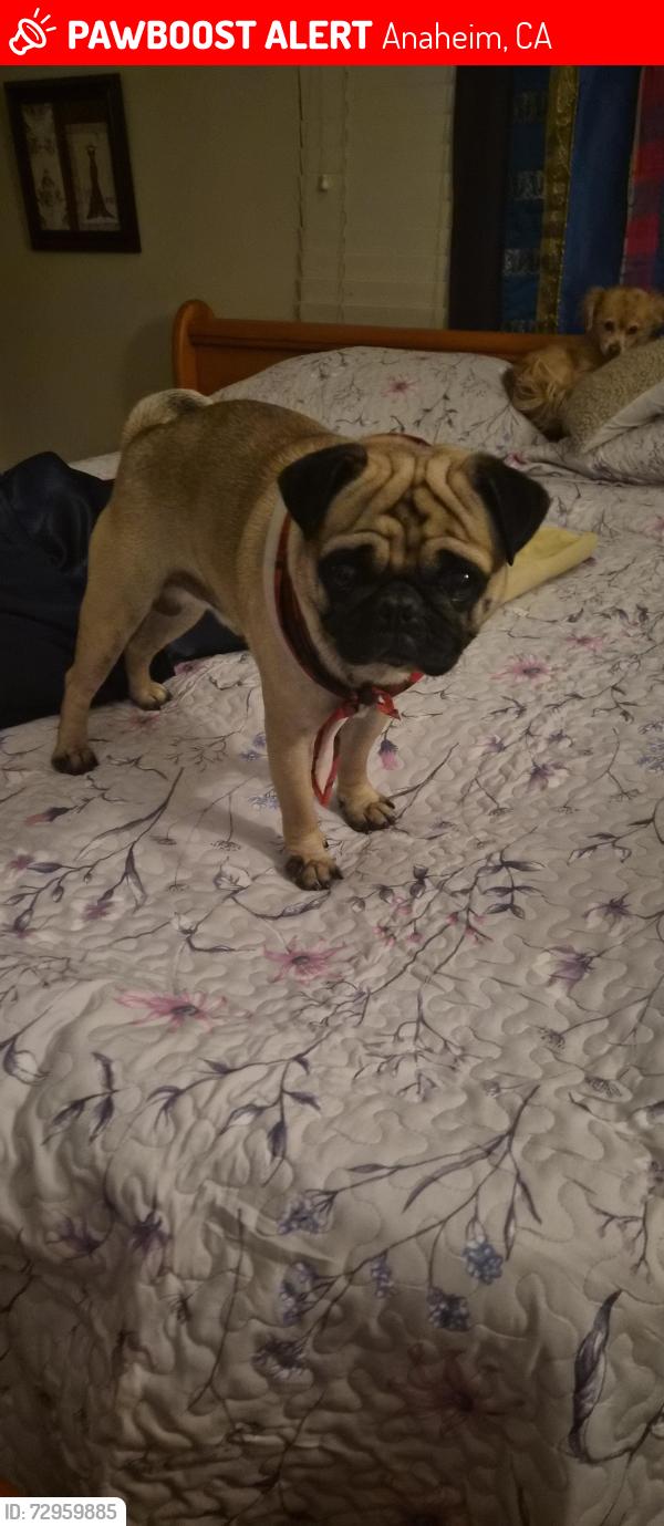 Lost Male Dog last seen Home 8202 LA MONTE RD Anaheim, Anaheim, CA 92804