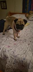 Lost Male Dog last seen Home 8202 LA MONTE RD Anaheim, Anaheim, CA 92804