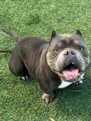 Shelter Stray Female Dog last seen , Los Angeles, CA 90047
