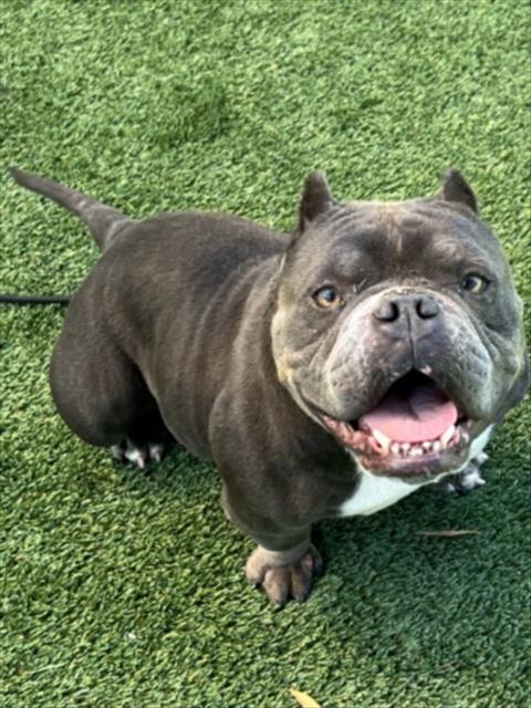 Shelter Stray Female Dog last seen , Los Angeles, CA 90047