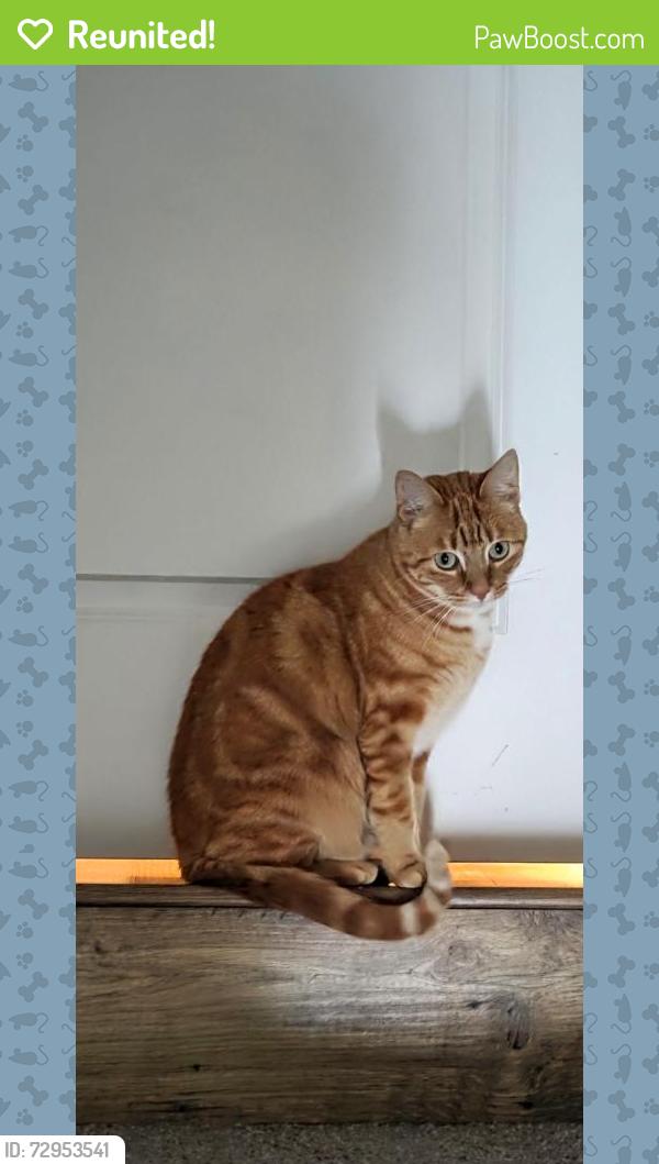 Reunited Female Cat last seen On Oquie Rd, South Jordan, UT 84009