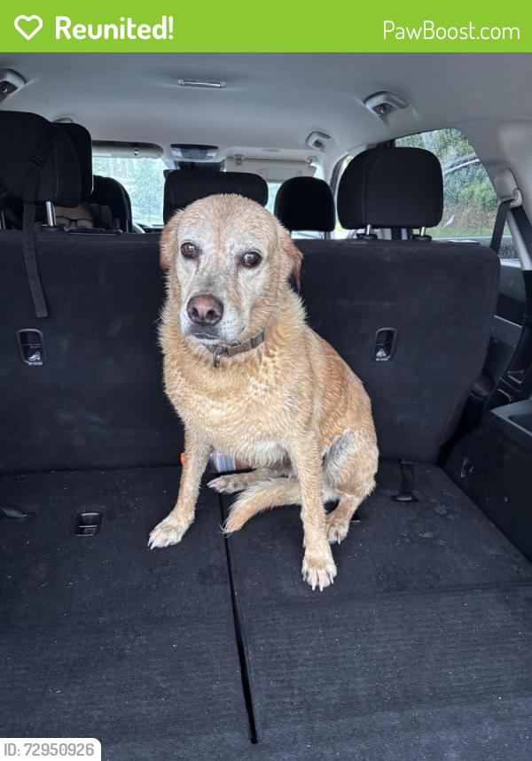Reunited Female Dog last seen Brightonlanding Dr Grovetown, GA, Grovetown, GA 30813