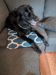 Reunited Female Dog last seen Madrid St, Hurst, TX 76053, USA, Hurst, TX 76053