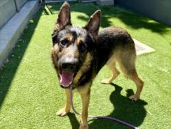 Shelter Stray Male Dog last seen , Los Angeles, CA 90047