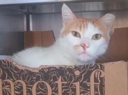 Shelter Stray Male Cat last seen , Los Angeles, CA 90047
