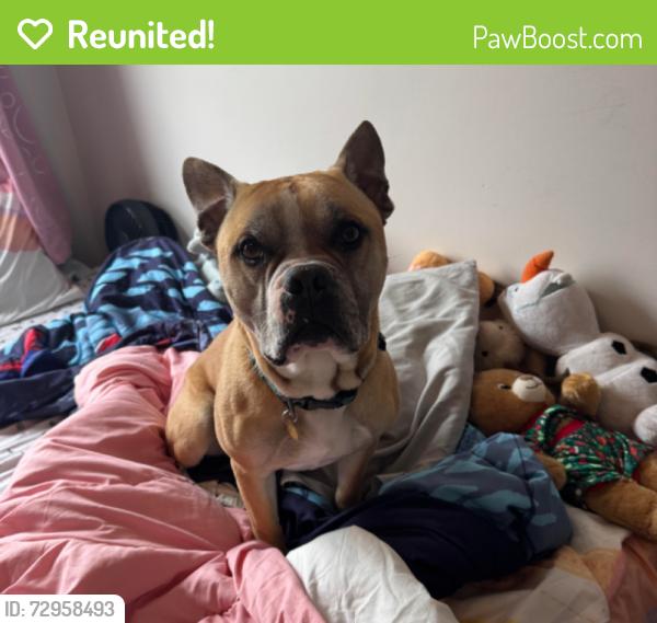 Reunited Male Dog last seen avenue du portage, Dartmouth, NS B2X 3S8