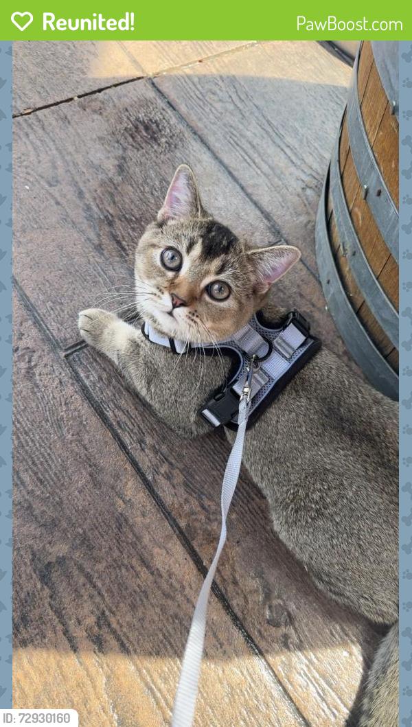 Reunited Male Cat last seen Near ave & 155A st, Surrey, BC V3S 3P2