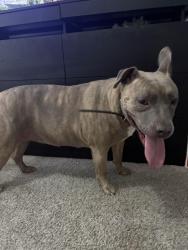 Reunited Unknown Dog last seen 78th and Ludlow , Peoria, AZ 85381