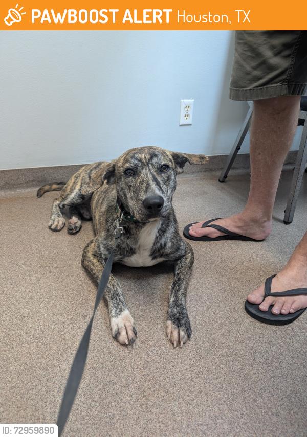 Found/Stray Male Dog last seen Mcdermed and cliffwood , Houston, TX 77035