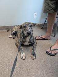 Found/Stray Male Dog last seen Mcdermed and cliffwood , Houston, TX 77035